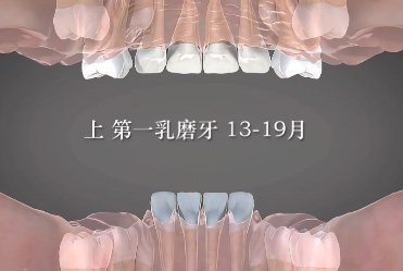 原來(lái)牙齒是這樣被換掉的
